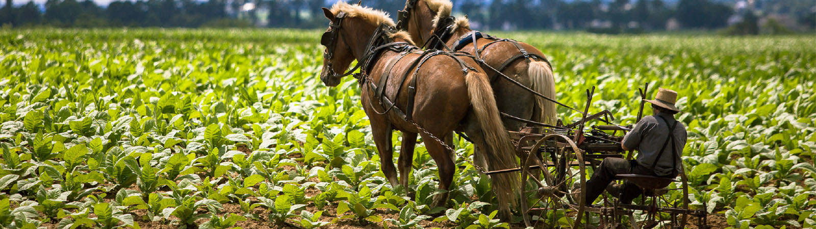 Pennsylvania Dutch - Amish Country