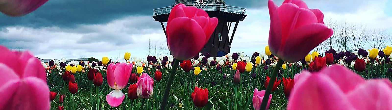 Holland Tulip Festival