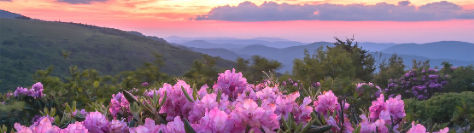 Roan Mountain Rhododendrons