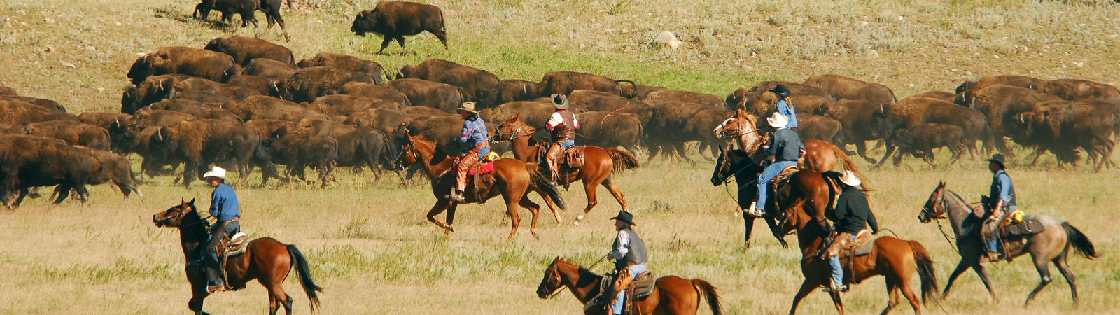 Buffalo Roundup and Frontier Trails