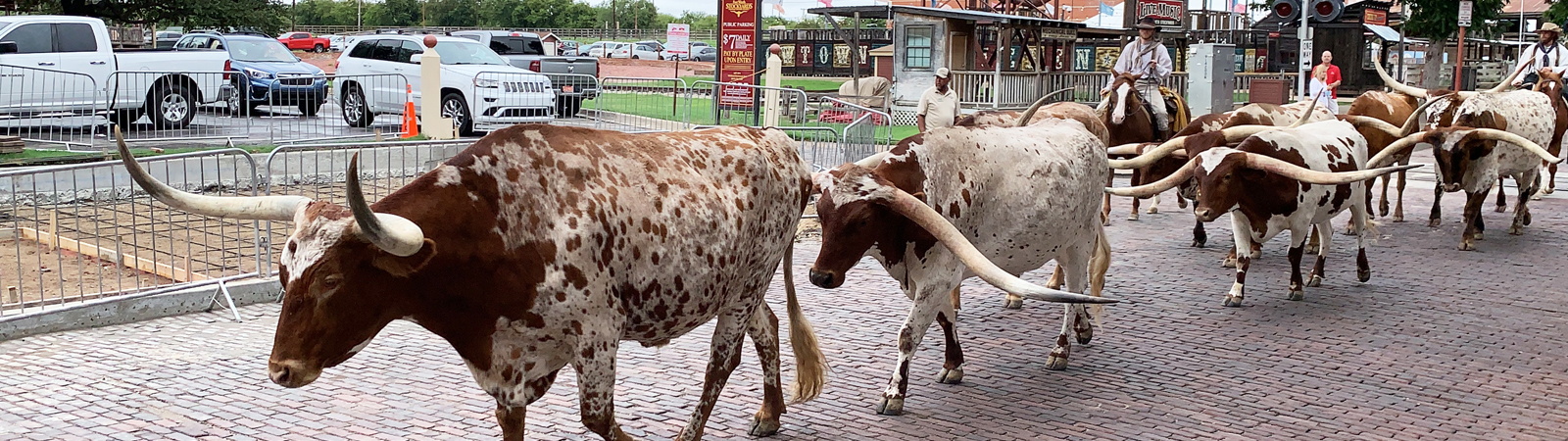 Texas! - Land of Cowboys, Cattle Drives, Wildflowers & Waterways