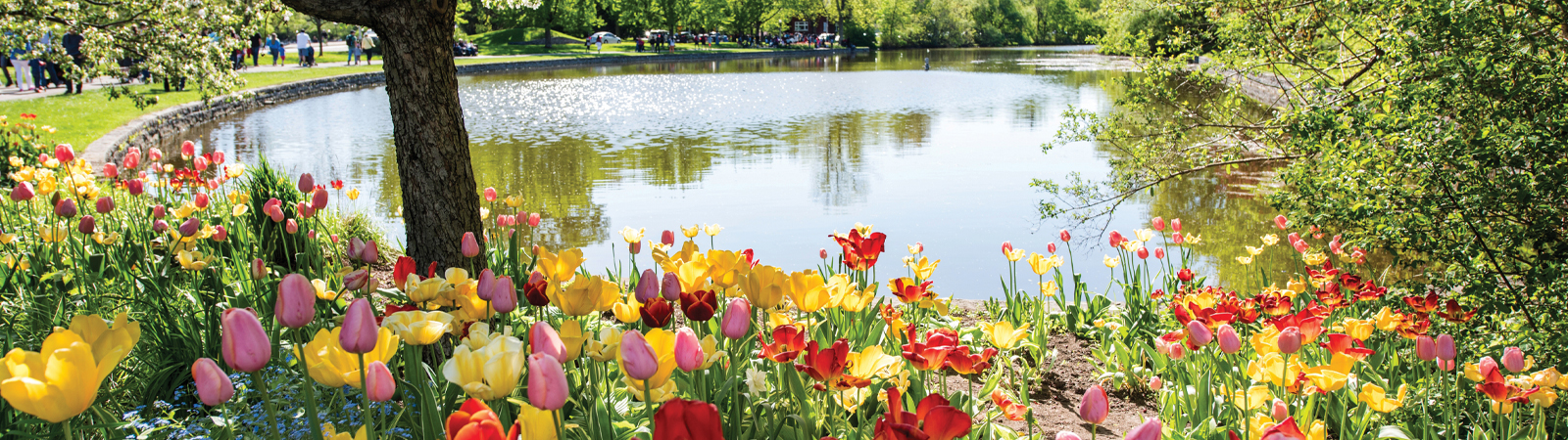 Festival of Flowers