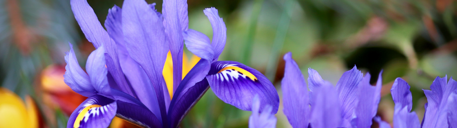 Swan Lake and Iris Gardens