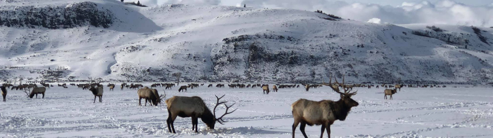 Yellowstone Winter Safari