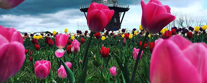 Holland Tulip Festival