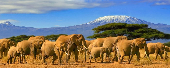 Kenya – African Safari