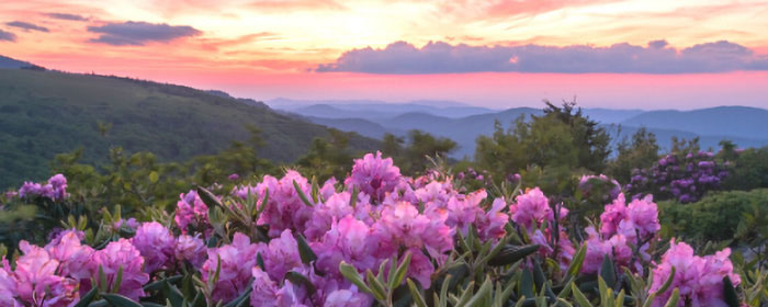 Roan Mountain Rhododendrons