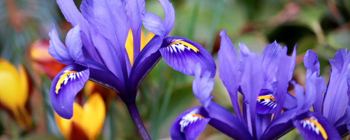 Swan Lake and Iris Gardens