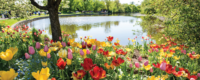 Festival of Flowers