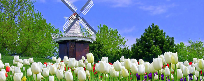 Holland Tulip Festival