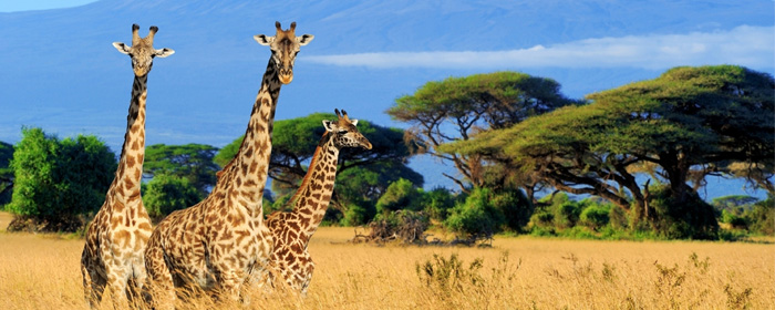 Kenya – African Safari