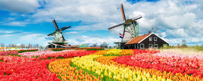 Tulip Time on the Rhine