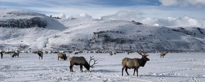 Yellowstone Winter Safari