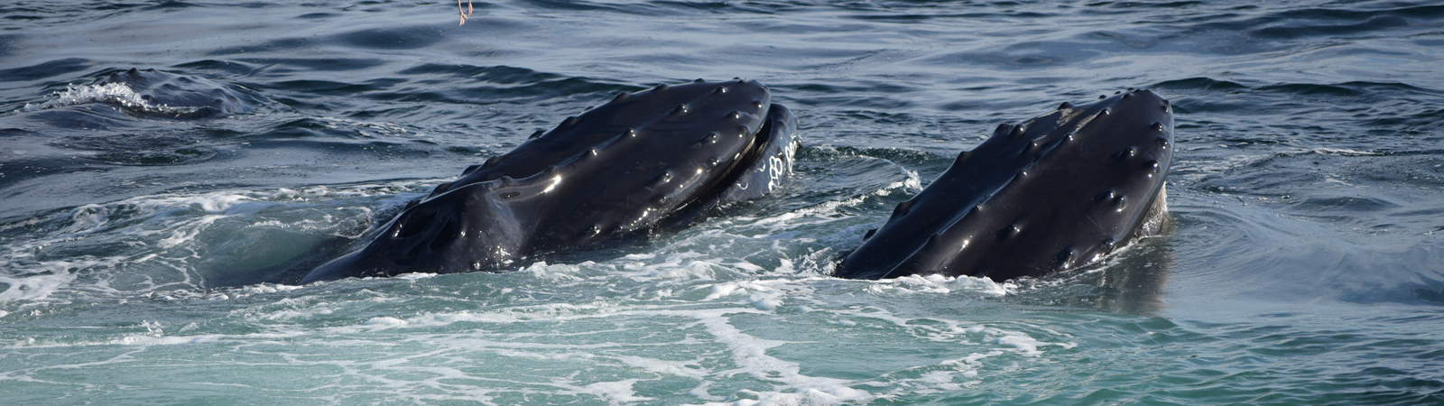Whale Watching Cruise