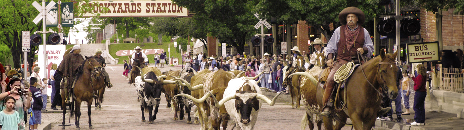 Texas Cattle Drive in Fort Worth