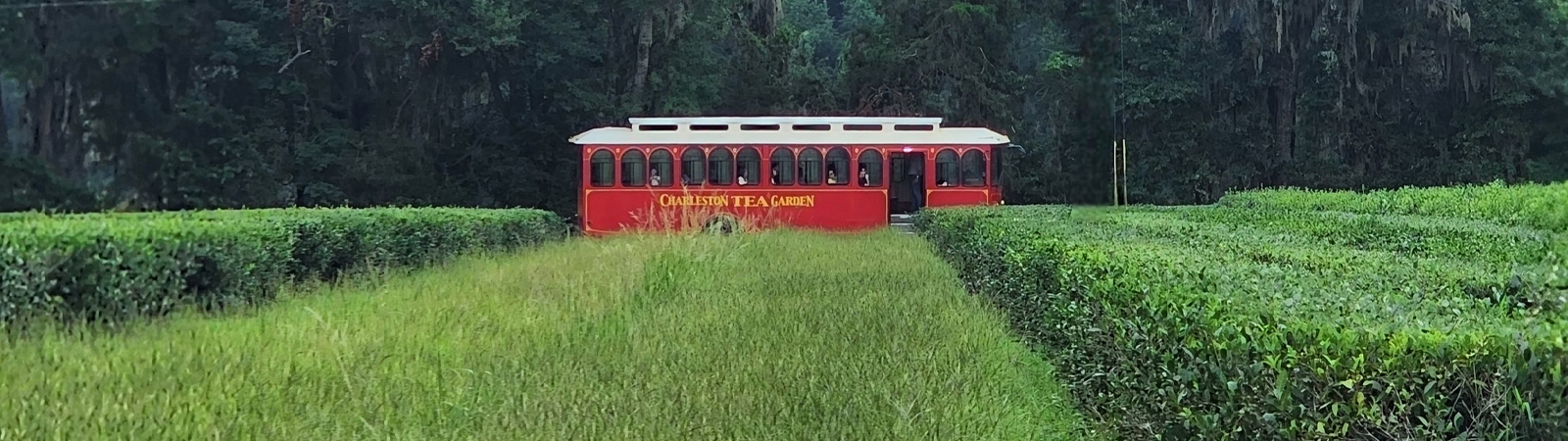 Charleston Tea Garden Plantation