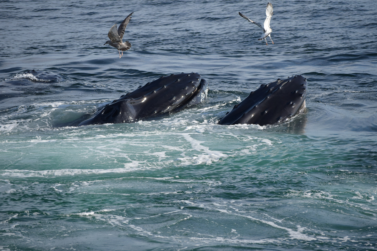 Whale Watching Cruise